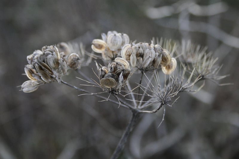 Enchanted Seeds