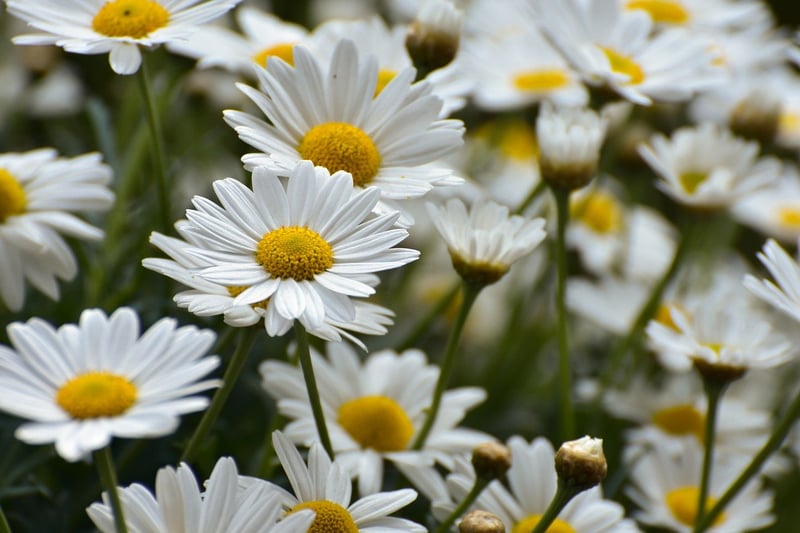Enchanted Seeds