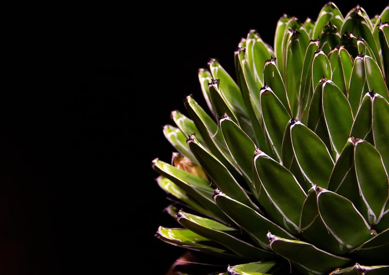 Succulent Mini Gardens